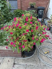 Marvel of Peru Mirabilis