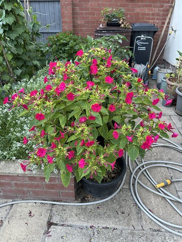 Marvel peru mirabilis - marvel, of