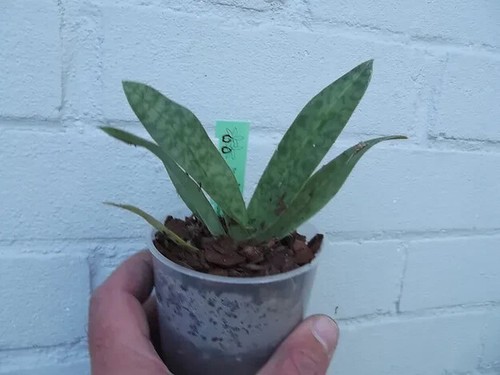 Rare paphiopedilum sukhakulii - paphiopedilum,