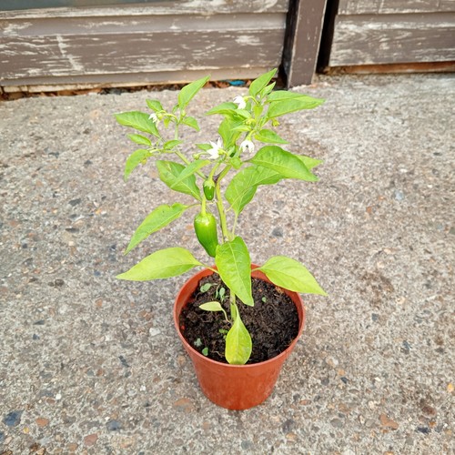 Natural home grown - x, chilli