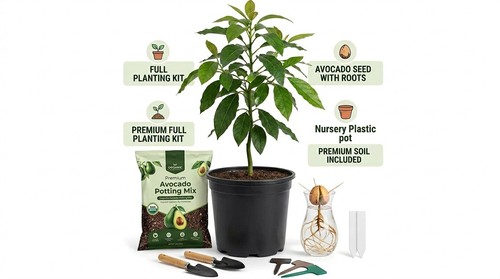 Large hass avocado tree - large,