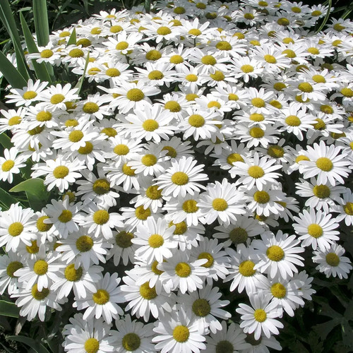 Leucanthemum daisy snow lady - 6,
