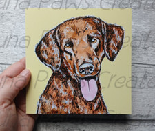 Curly Coated Retriever