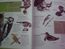 Bird world
