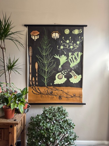 Vintage equisetum school chart - vintage,