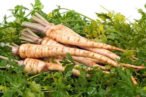 Parsley hamburg turnip - parsley, rooted