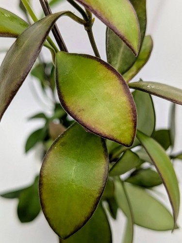 Hoya panchoi fresh unrooted - hoya,