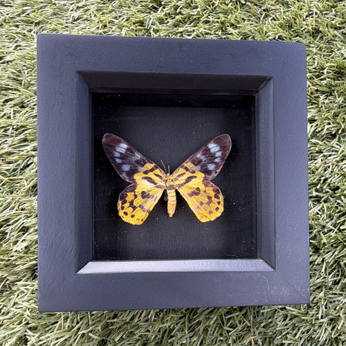 Mounted butterfly moth - mounted, butterfly/moth