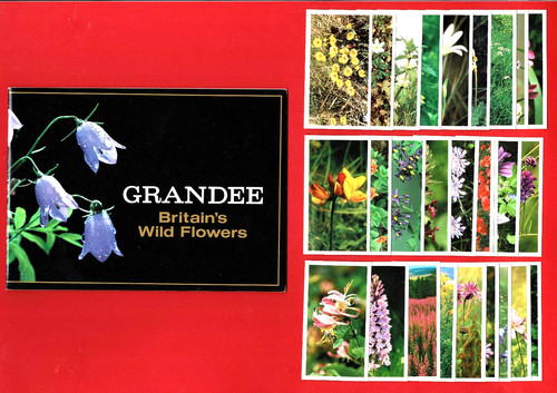 Britain wild flowers - wild,