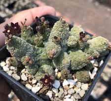 1/3/5PCS Multi Heads Rare