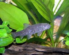 3-Pack Garra Rufa 1 Inch Live