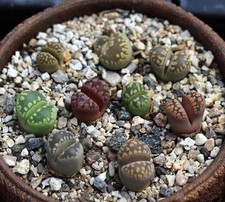 Mixed Lithops Otzeniana