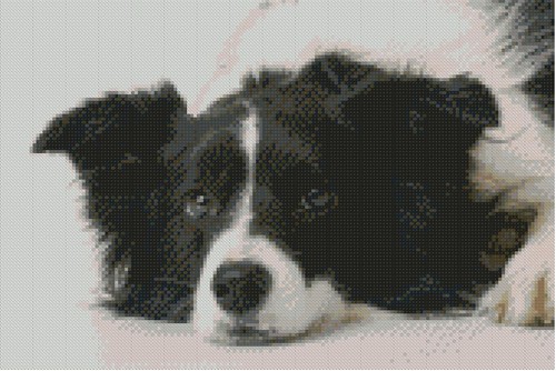 Border collie puppy dog - dog, 31cm