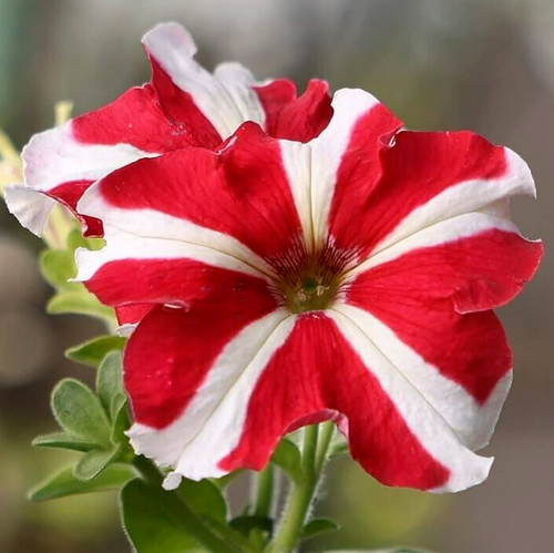 Red white star - red, petunia