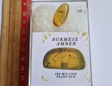 Burmese Amber With Real Insects- Boxed And Labelled  - RARE  - 2.3cm