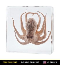 Preserved Real Octopus