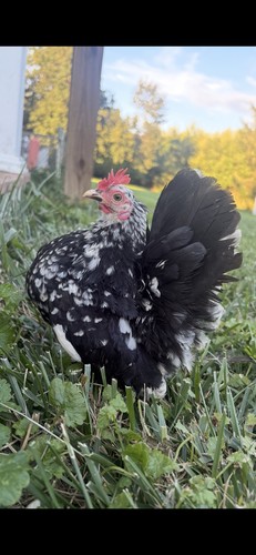 Serama hatching eggs - ,