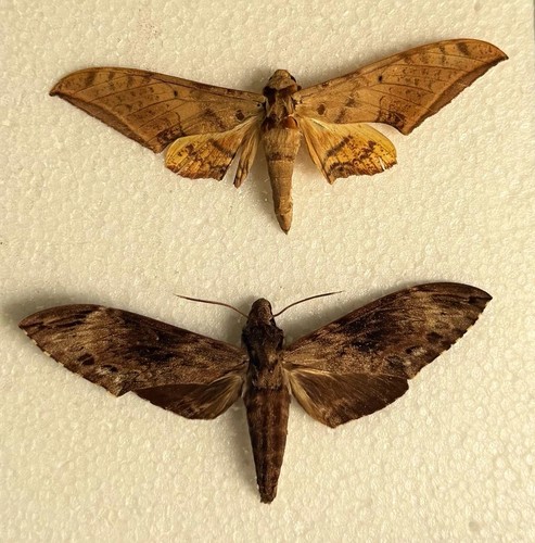 Entomology hawk moth bundle - entomology,