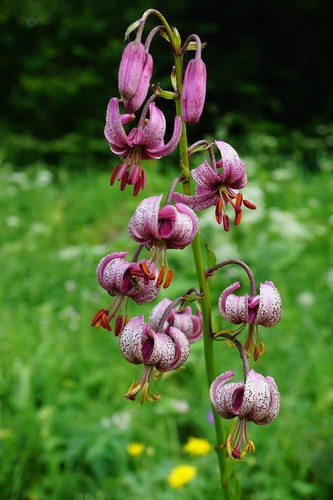 Lilium martagon seeds - 10,
