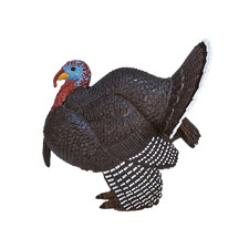 Mojo MALE TURKEY Wild zoo animals play model figure toys plastic forest farm