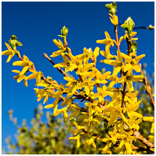 Forsythia intermedia - x,