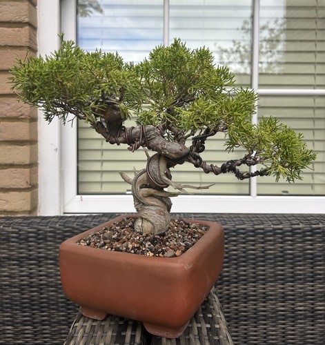 Bonsai tree itoigawa - tree, juniper
