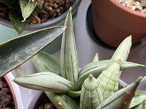 Sansevieria boncel platinum - ,