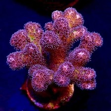 GOLDEN ROD POCILLOPORA FRAG-SPS/ FRAG/CORAL/MARINE