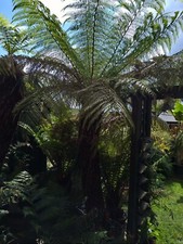 Dicksonia Antarctica tree fern fresh spores UK , 400 + spores