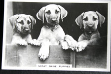 GREAT DANE PUPPIES  Vintage