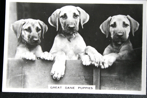 Great dane puppies vintage - puppies,