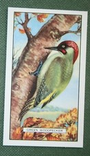 GREEN WOODPECKER   Vintage
