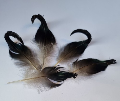 Pieces natural mallard - 20,
