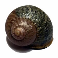 Sneaky Large Snail Geocache