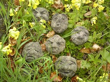 🇬🇧 STONE GARDEN SET OF 6