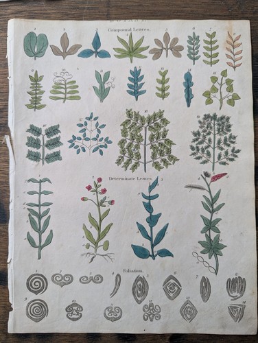 Antique c1815 natural - ,