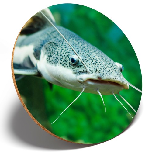 Cool red tailed catfish - 1,