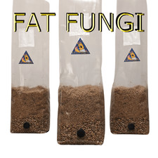 Gourmet Mushroom Grow Kit | All In One Bag | Organic | Oyster Reishi Lions Mane