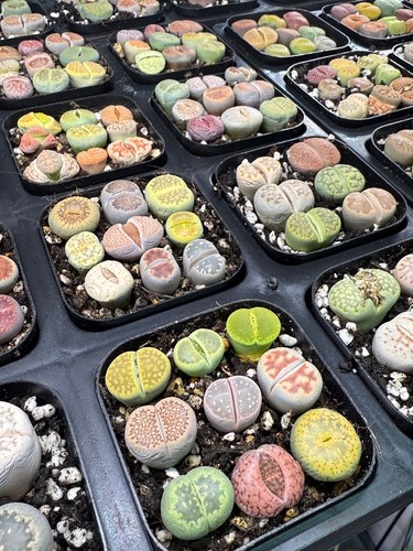 Lithops living stones in pot - living,
