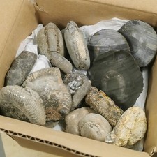 1-1.5KG DELUXE YORKSHIRE