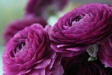 20x Ranunculus Asiaticus PURPLE Summer Flowering Bulbs Rare Garden Plant Corms