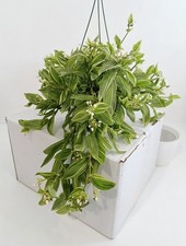 Tradescantia Flumeninsis |