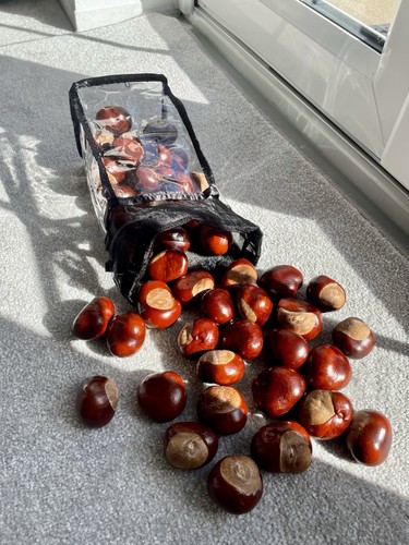 Conkers horse chestnut - x,