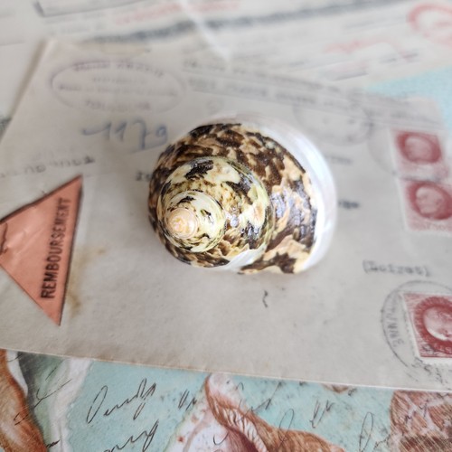 Green banded turbo shell - banded,