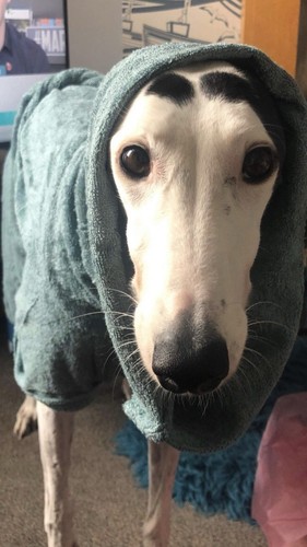 Green greyhound large dog - green, greyhound/large