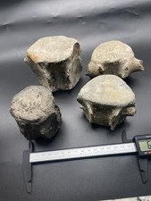 Dolphin vertebrae fossils set - fossils,