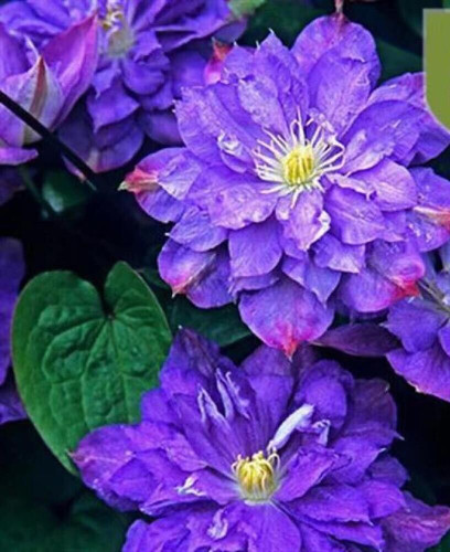 Seeds violet purple - seeds,