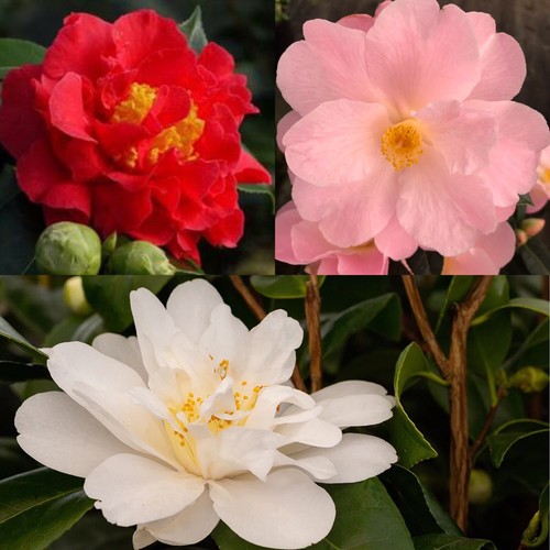Camellia litre collection - camellia, 2