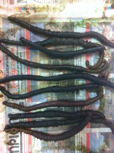 Wraps frozen welsh - wraps, lugworm