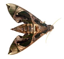 LEPIDOPTERA, SPHINGIDAE